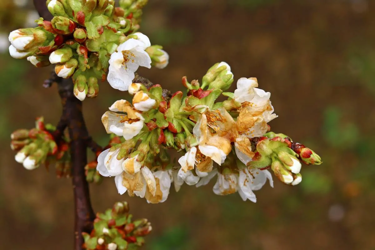 Early,Cherry,Blossom,Froze.,Frost,Damage,In,The,Orchard.