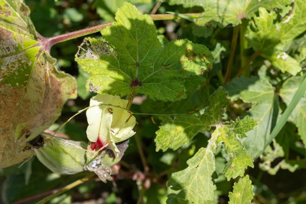 Insects,And,Pests,Damages,The,Okra,Crop,In,The,Field