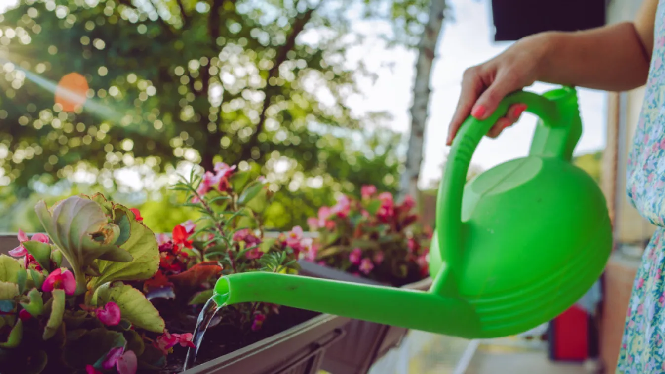 Íme a filléres házi tápoldat, ami csodát tesz a virágaiddal!