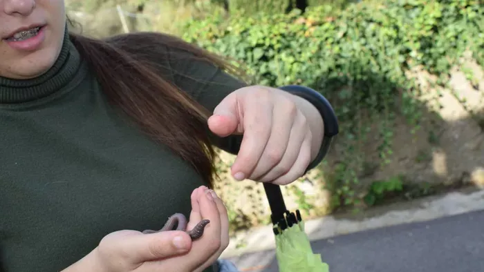 Földigiliszták a kertben: hasznos állatkák vagy rémes kártevők?