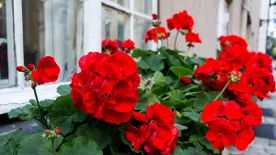 Óvatosan a muskátli öntözésével – erre figyelj, ha sokáig pompázó virágokat szeretnél!