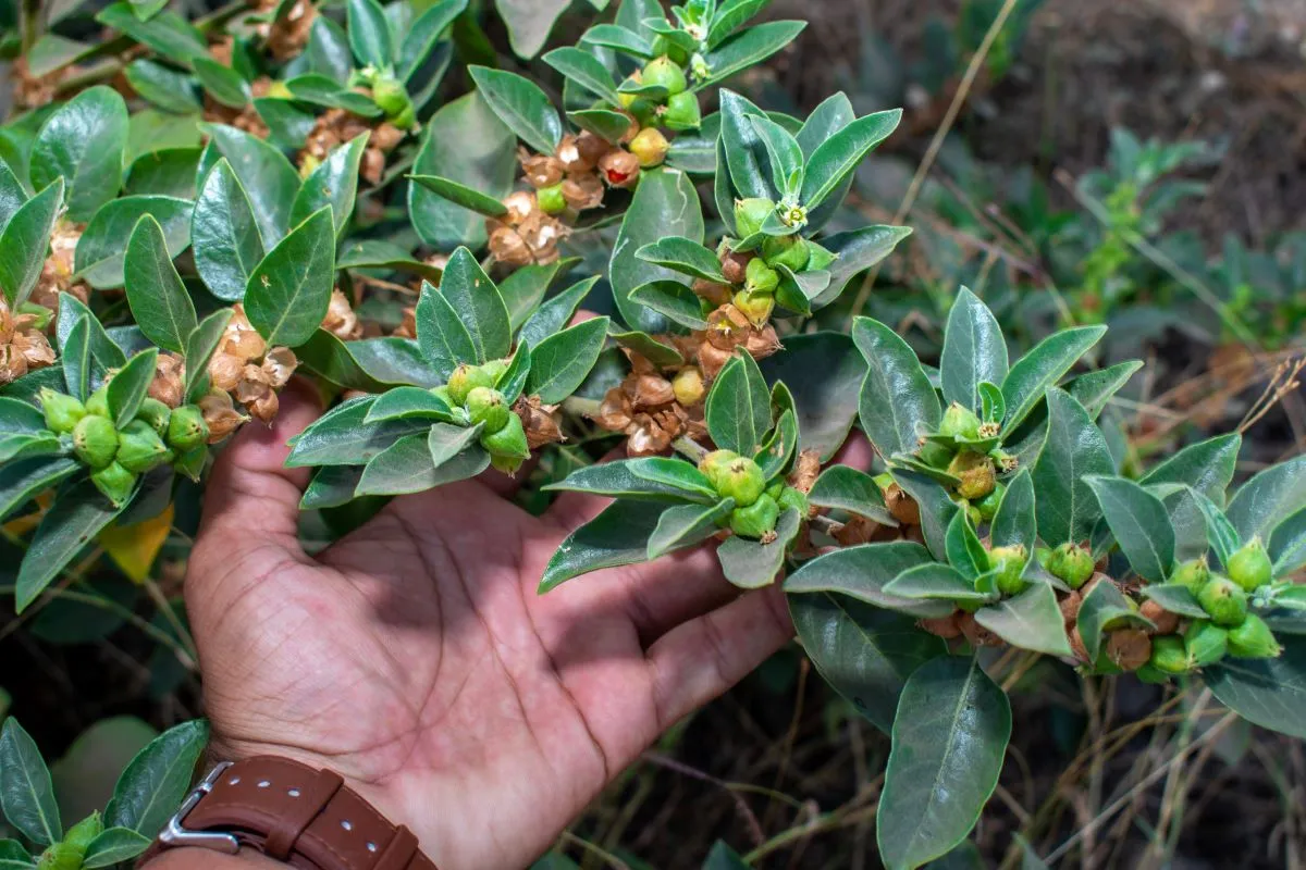 ashwagandha