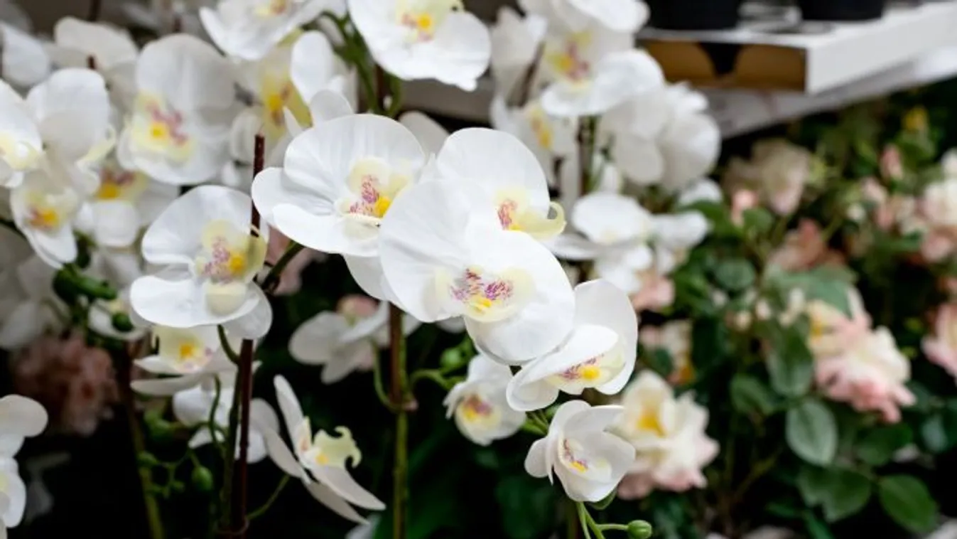 Roskadozni fog a virágtól az orchidea, ha ezzel a filléres alapanyaggal szórod be