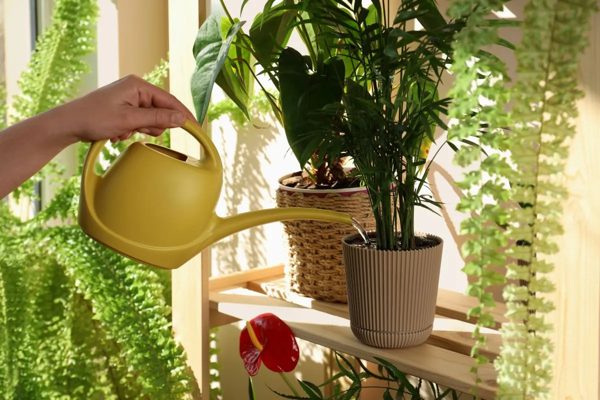 főzővíz öntözéshez