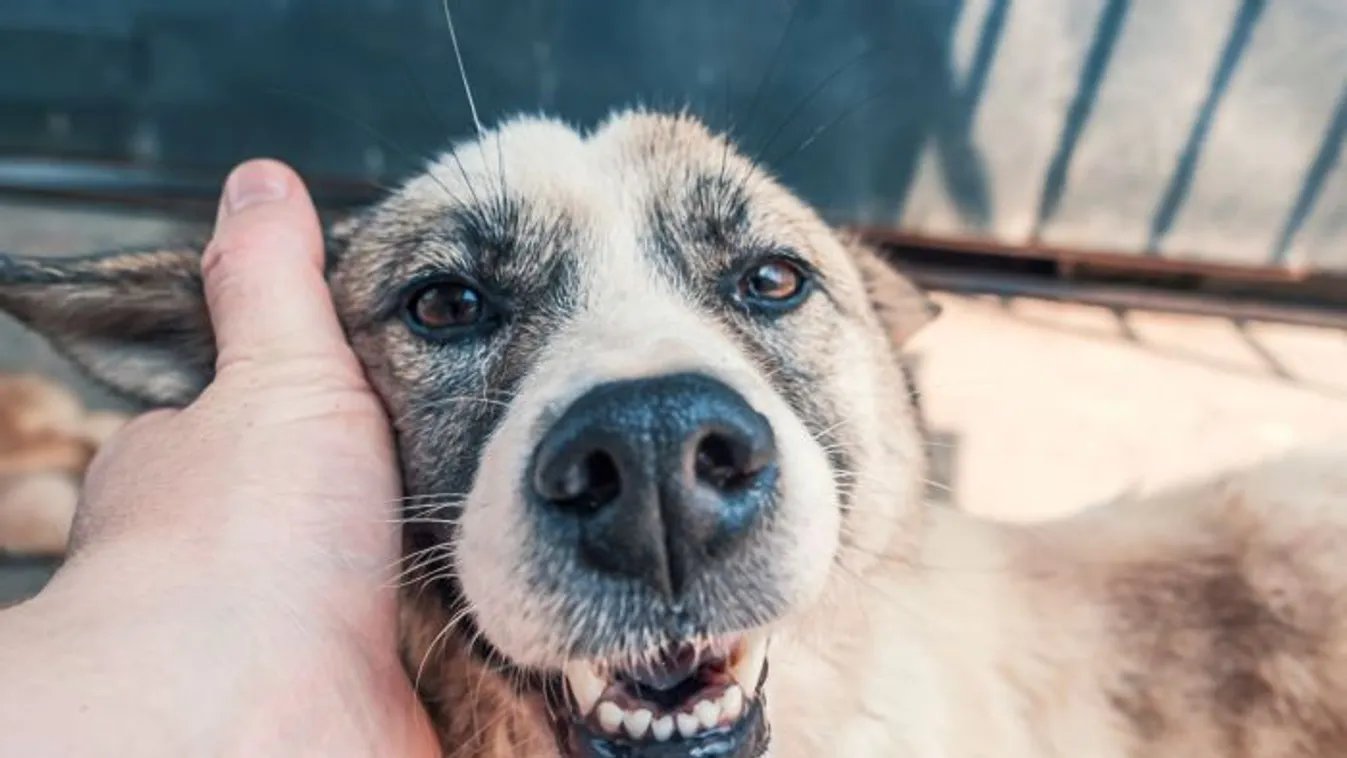 Te is segíthetsz a menhelyi állatokon – Hétvégén indul az országos állateledel-gyűjtés