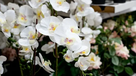 Roskadozni fog a virágtól az orchidea, ha ezzel a filléres alapanyaggal szórod be