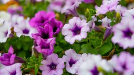 Így gondozd a petúniát, és ontani fogja a virágokat