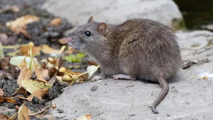 5 növény, amit utálnak a rágcsálók – így védd meg a kerted vegyszerek nélkül