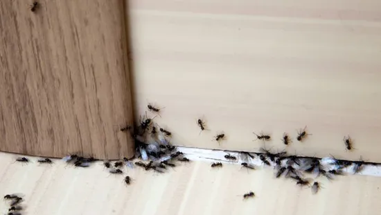 Dörzsöld be ezzel a küszöböt, és örökre búcsút inthetsz a hangyáknak!