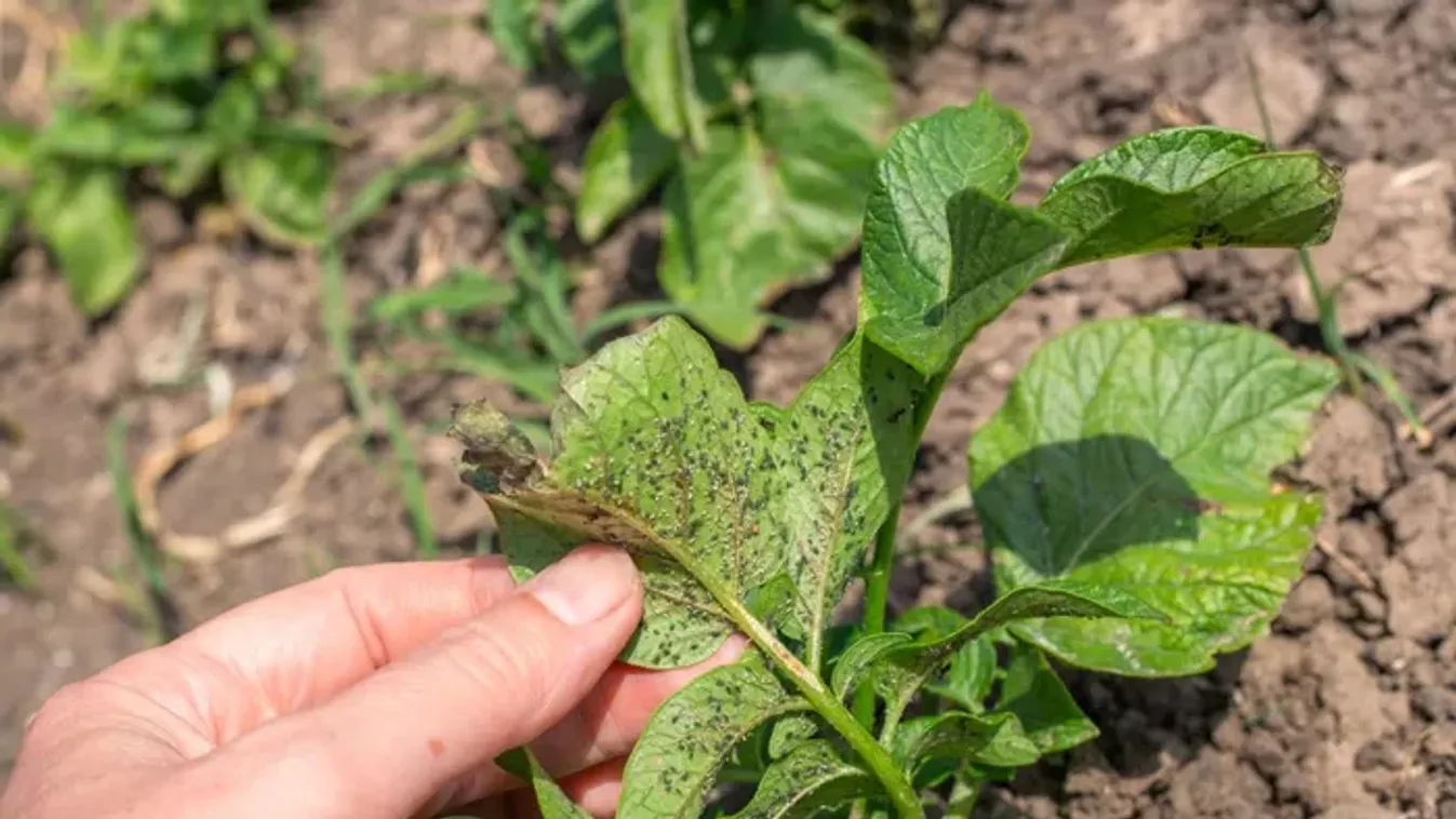 Így szabadulhatsz meg a levéltetvektől vegyszer nélkül
