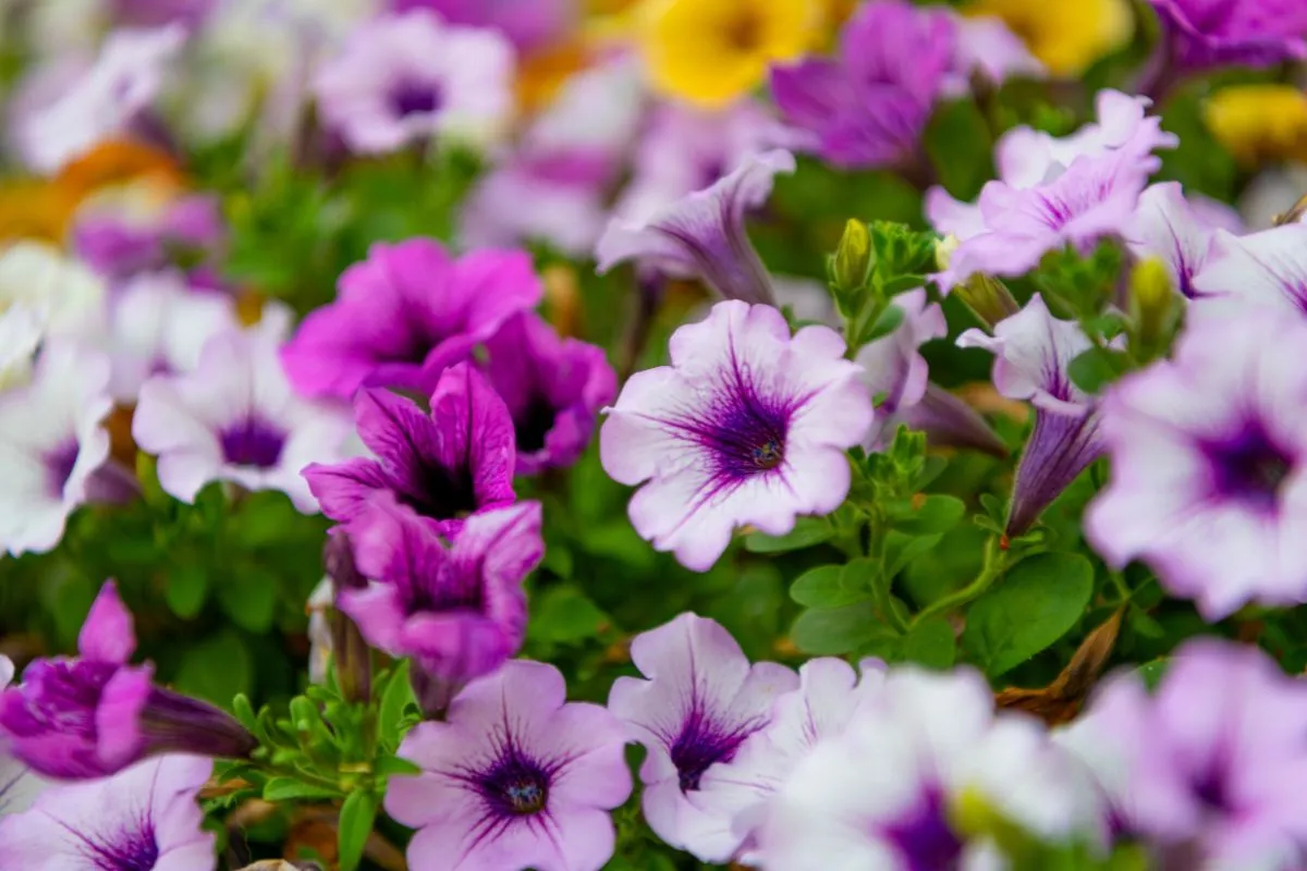 A petúnia könnyen virágzásra bírható