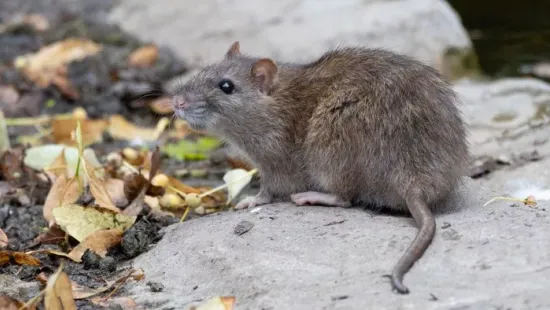5 növény, amit utálnak a rágcsálók – így védd meg a kerted vegyszerek nélkül