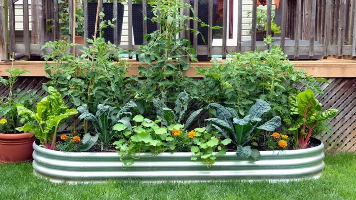  Így lesz bőségesen termő a magaságyás – tudnivalók A-tól Z-ig