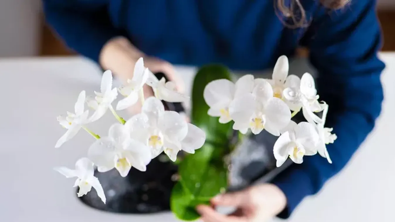 Hiába gondozod, nem virágzik az orchidea? Ez lehet a hiba!