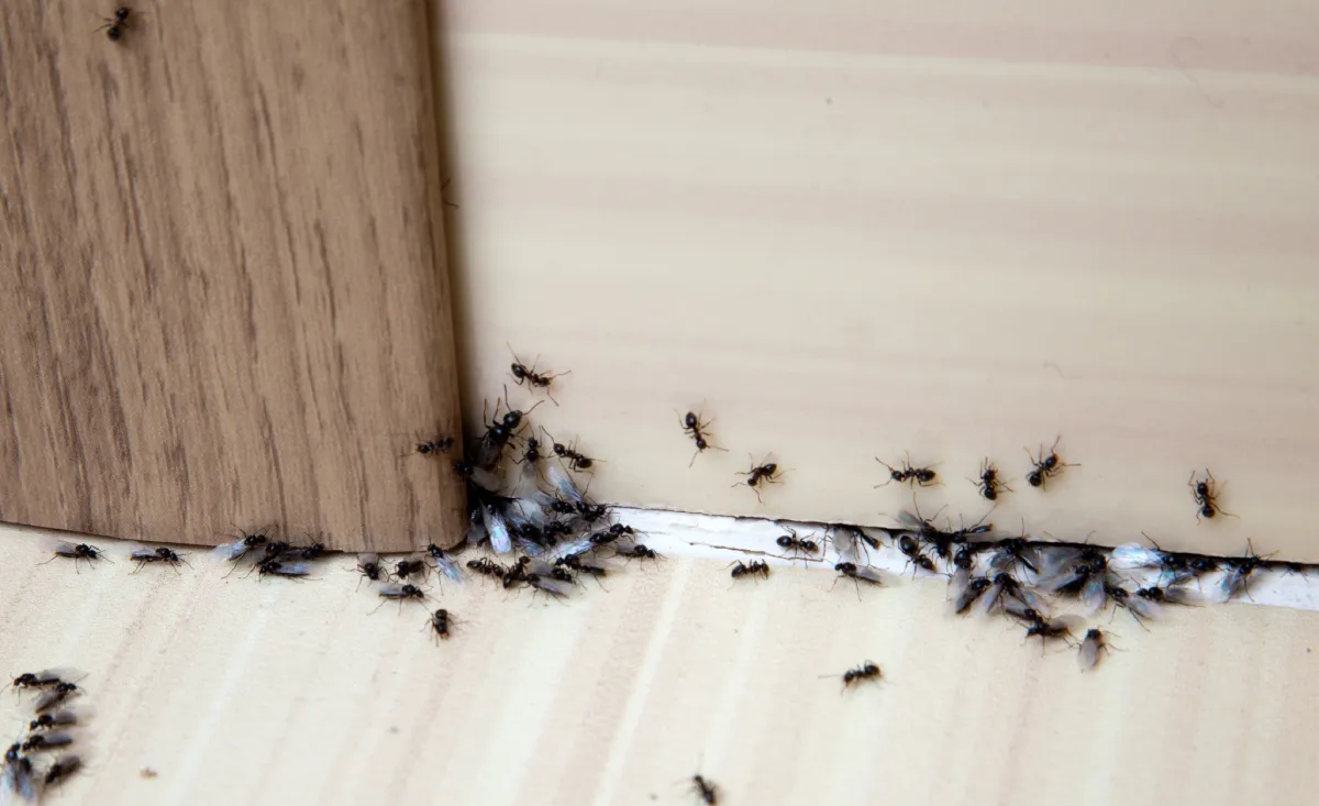 A hangyák gyakran felbukkannak a ház körül, van egy trükk, amivel távol tarthatod őket