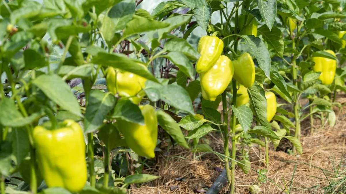 Sokan elkövetik: 6 hiba, amiért nem nő meg a paprika