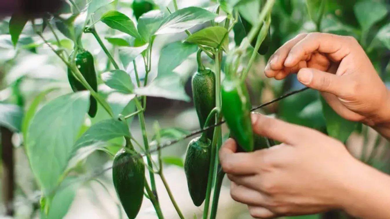Miért olyan népszerű a jalapeno? Íme a titok!