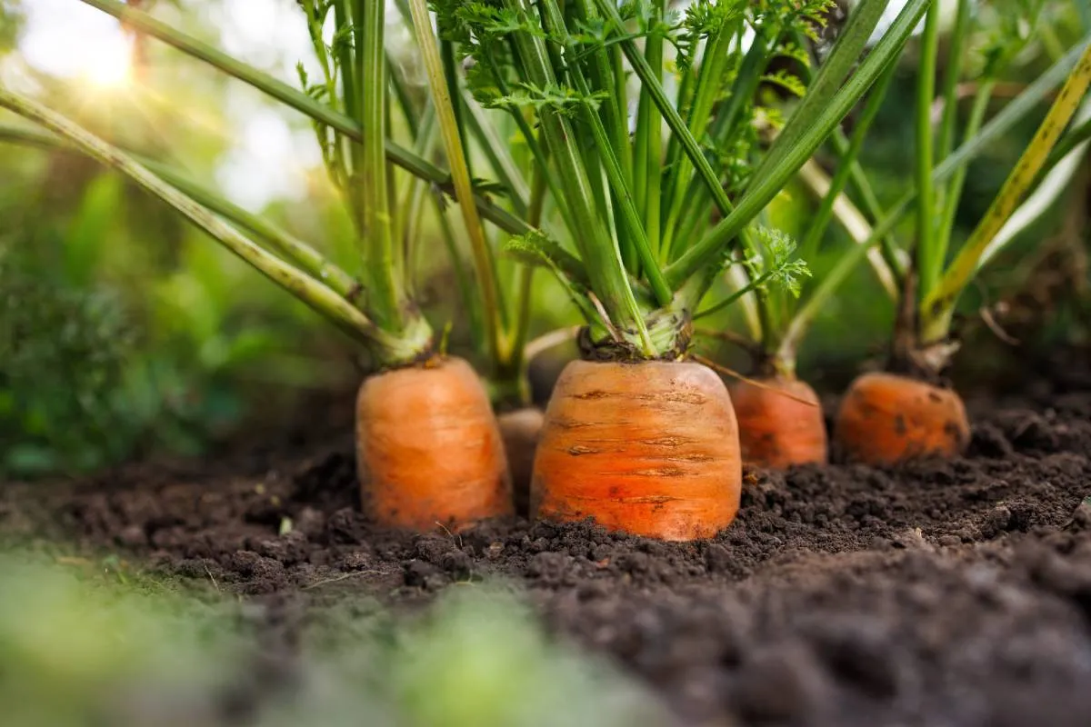 Vegyszermentes kezeléstől lesz gyönyörű a sárgarépa