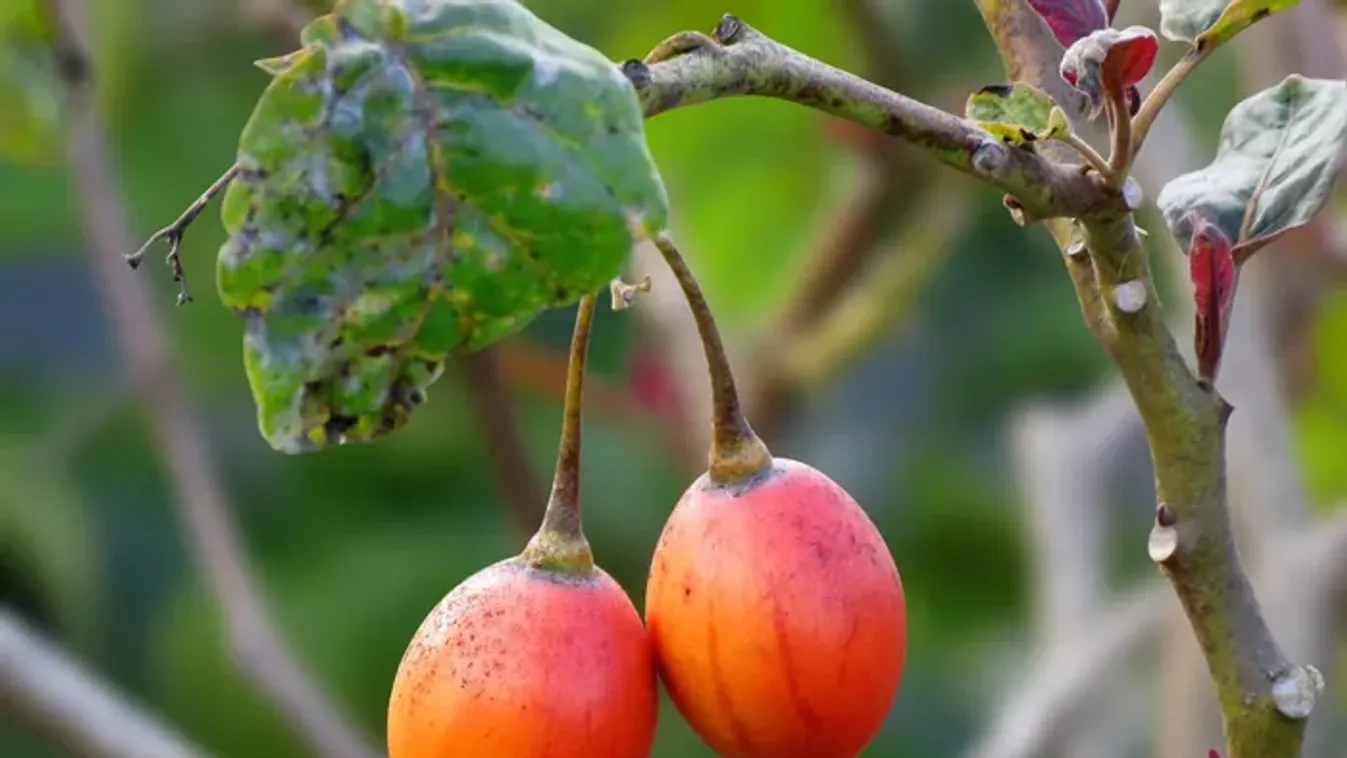Ezért imádják a kertészek a paradicsomfát: így gondozd, hogy bőséges termést hozzon