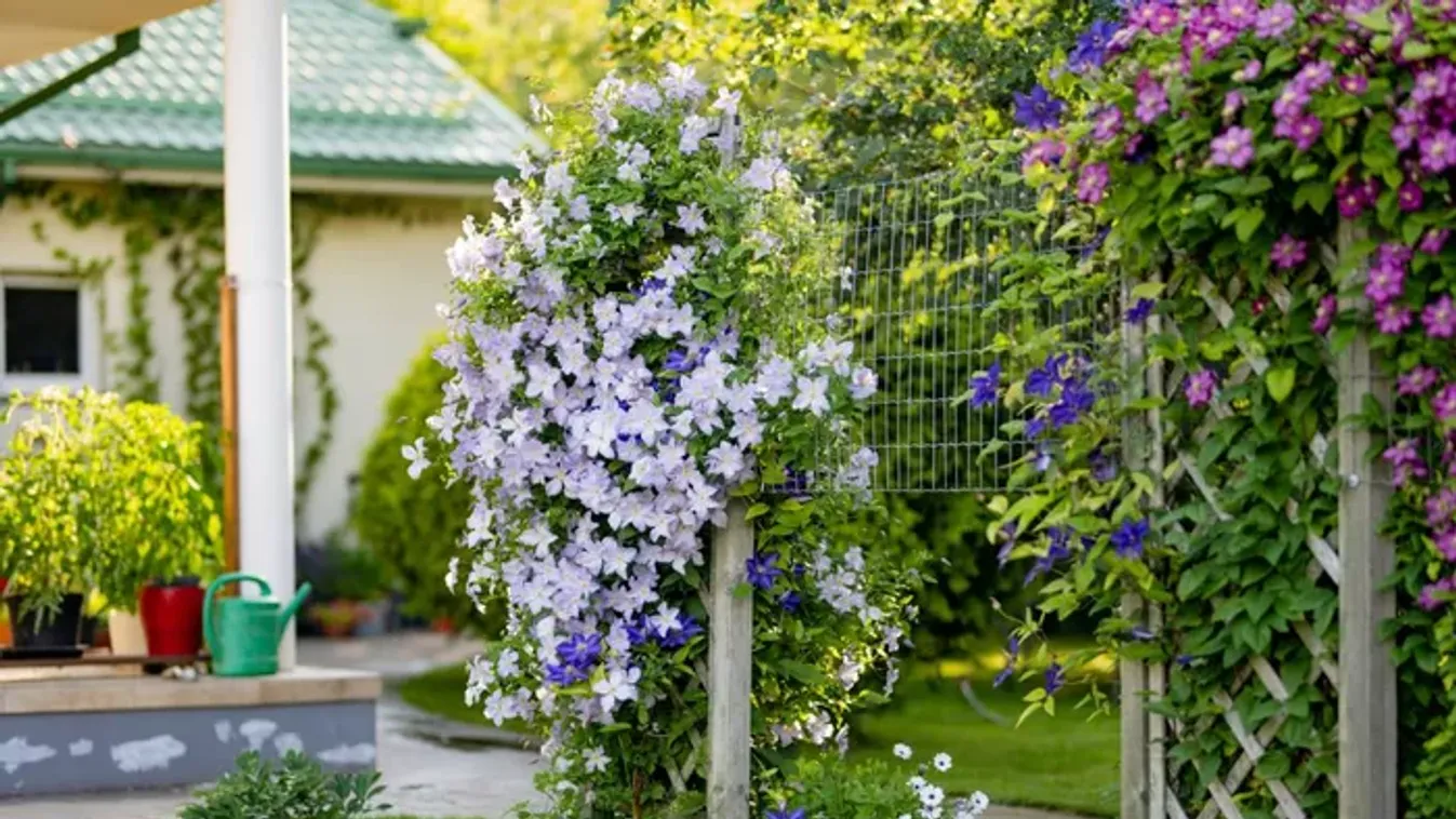 Ha ezt a virágot most elülteted, sok-sok nyáron át pompázik majd