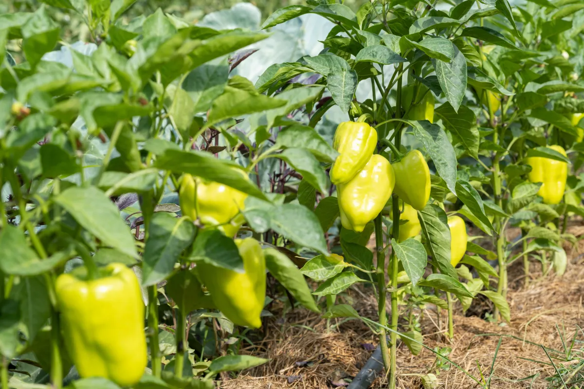 Paprika palánta: így érdemes gondozni