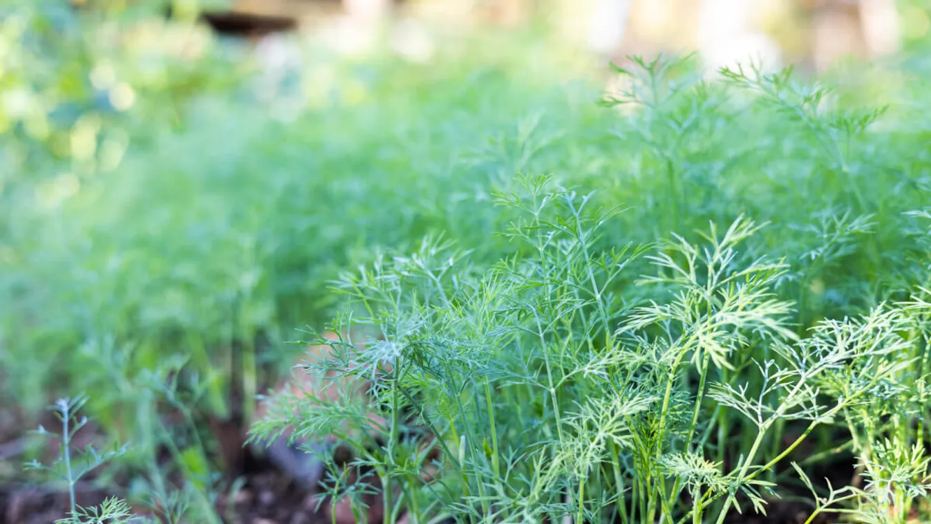 Értékes gyógynövény ez a fűszer, a te konyhádban is megtalálható