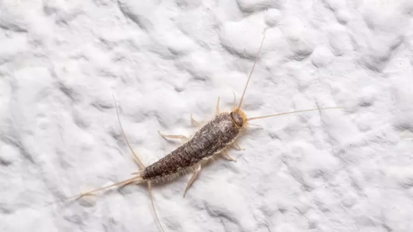 Kellemetlen lakótársak a padló alatt? Mit tehetsz, ha ilyen rovarokkal találkozol az otthonodban?