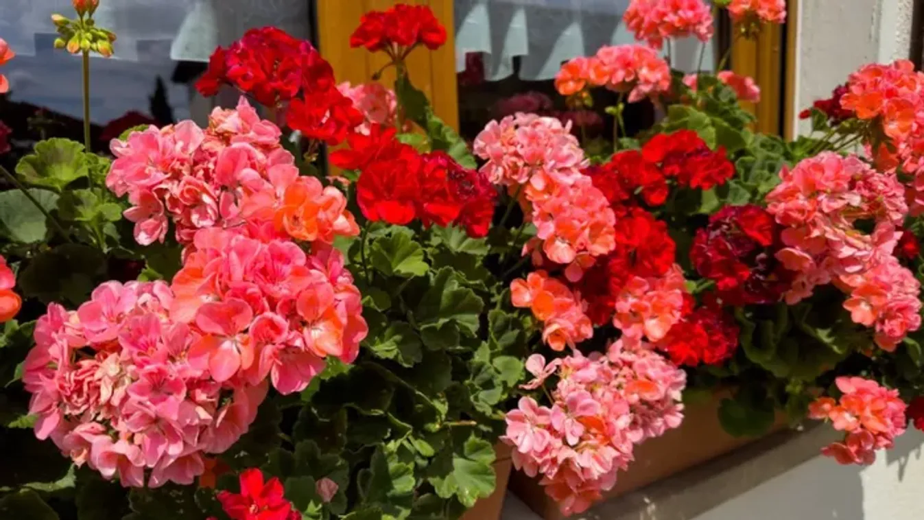 2 filléres anyag az öntözővízhez, és dupla annyi virágot hoz a muskátli