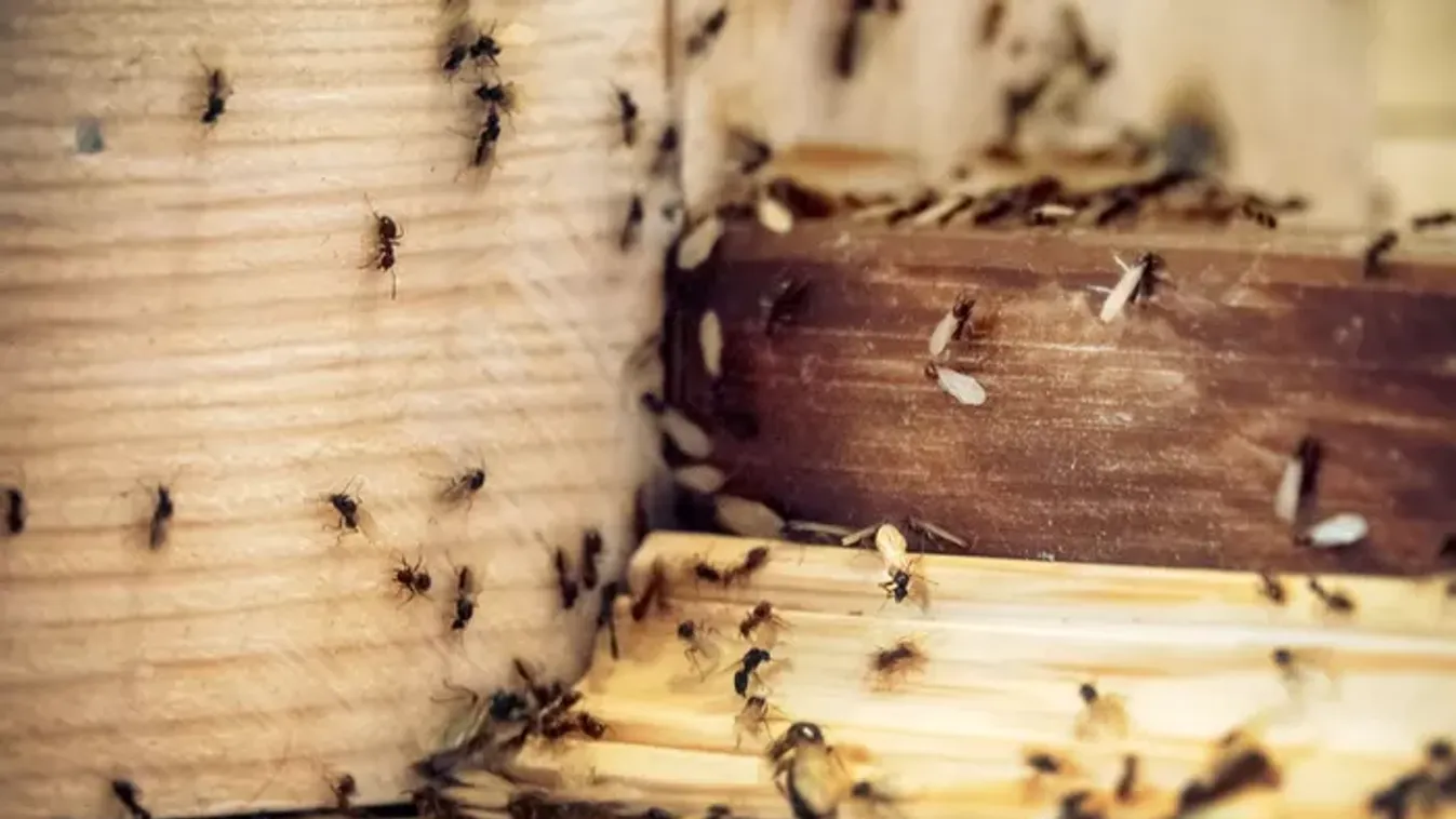 Szárnyas hangyák lepték el az otthonodat? Így védekezhetsz ellenük