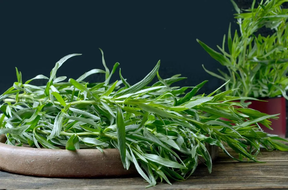 A tárkony finom és igénytelen fűszernövény, érdemes otthon termeszteni