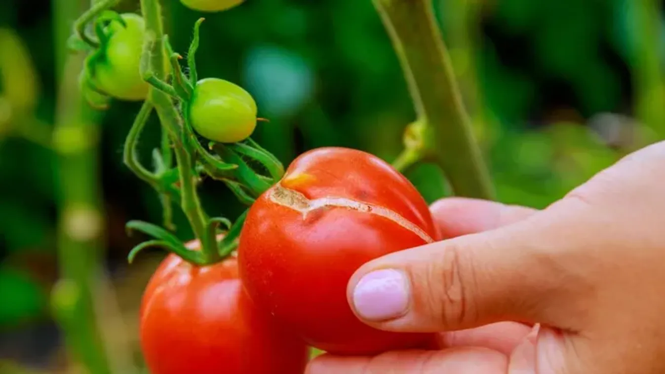 Megreped az érett paradicsom? Így előzheted meg a bajt!