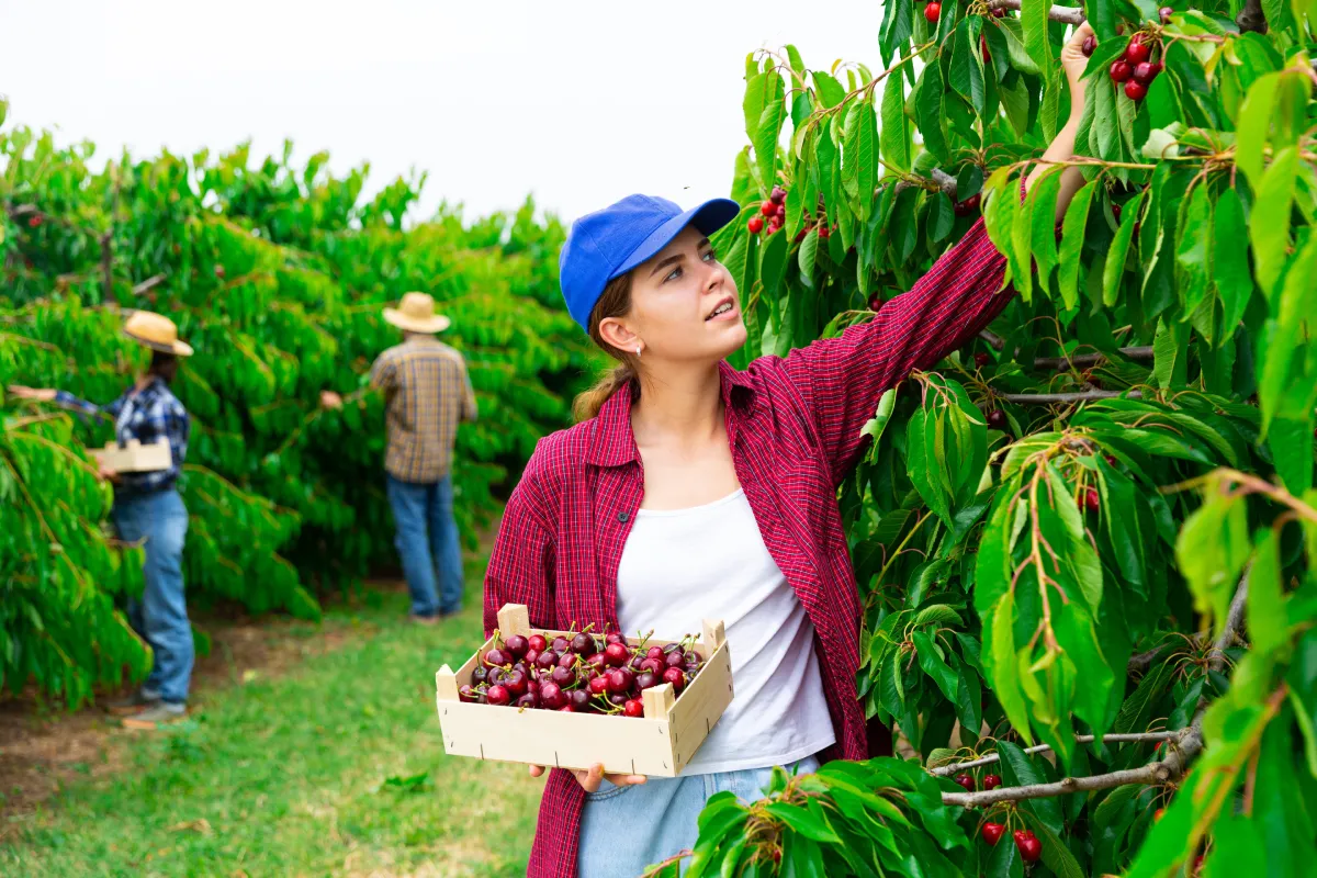 Szedd magad cseresznye 2025: itt az országos lista!