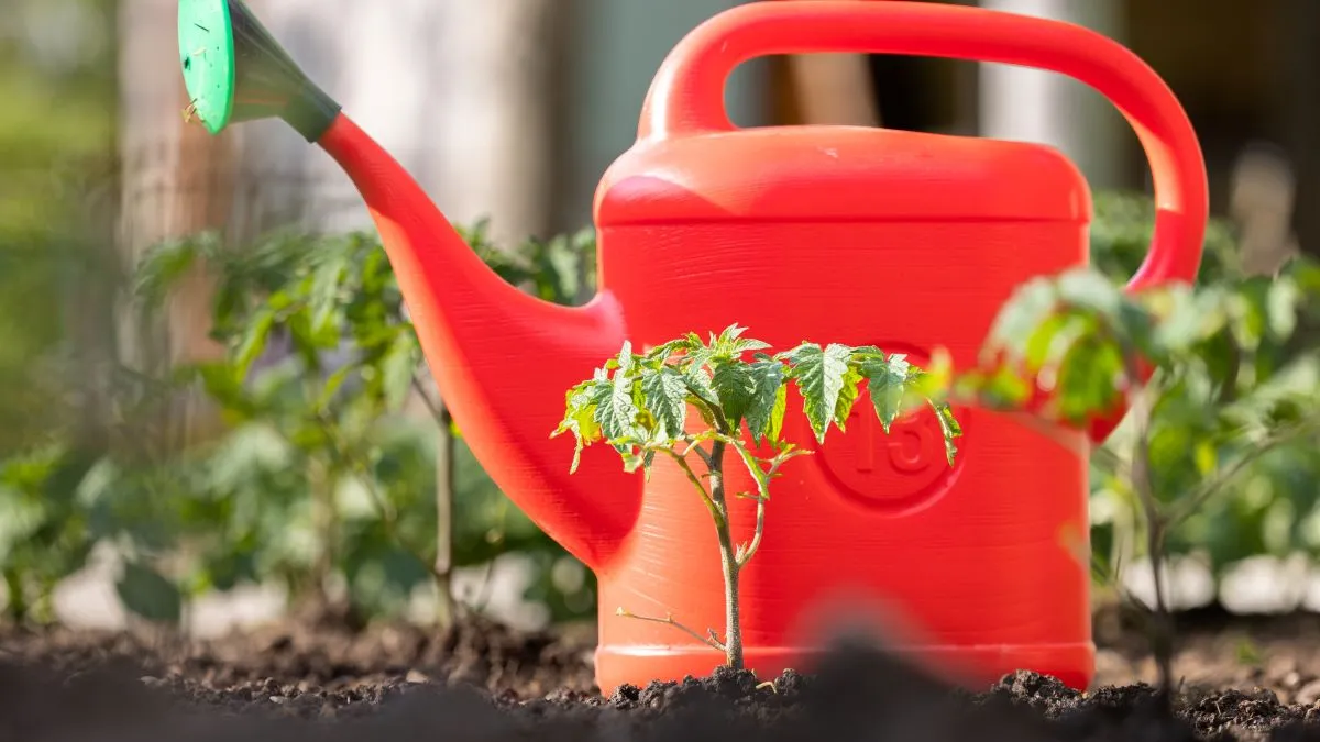 Így locsold a paprika- és paradicsompalántát a bő termésért