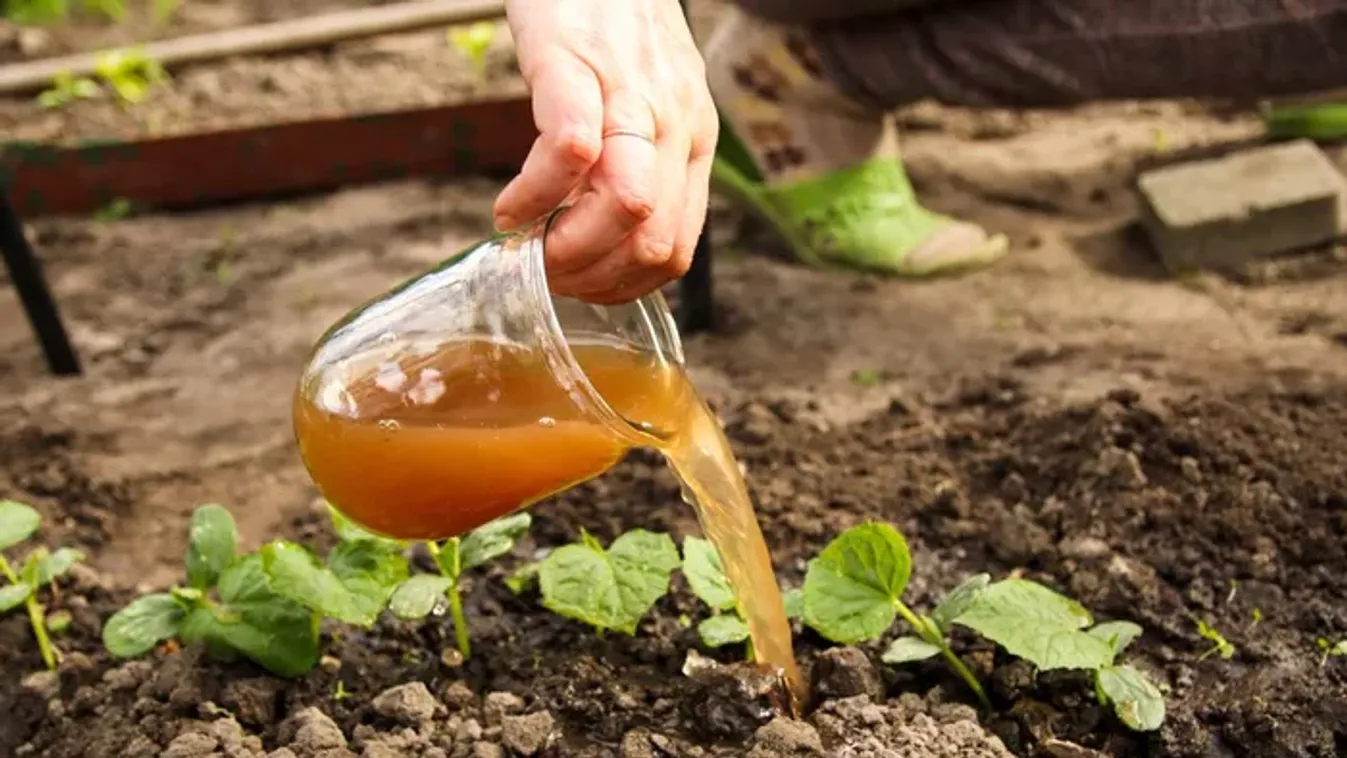 Kivirulnak a növényeid, ha ezzel a főzővízzel öntözöd őket        
