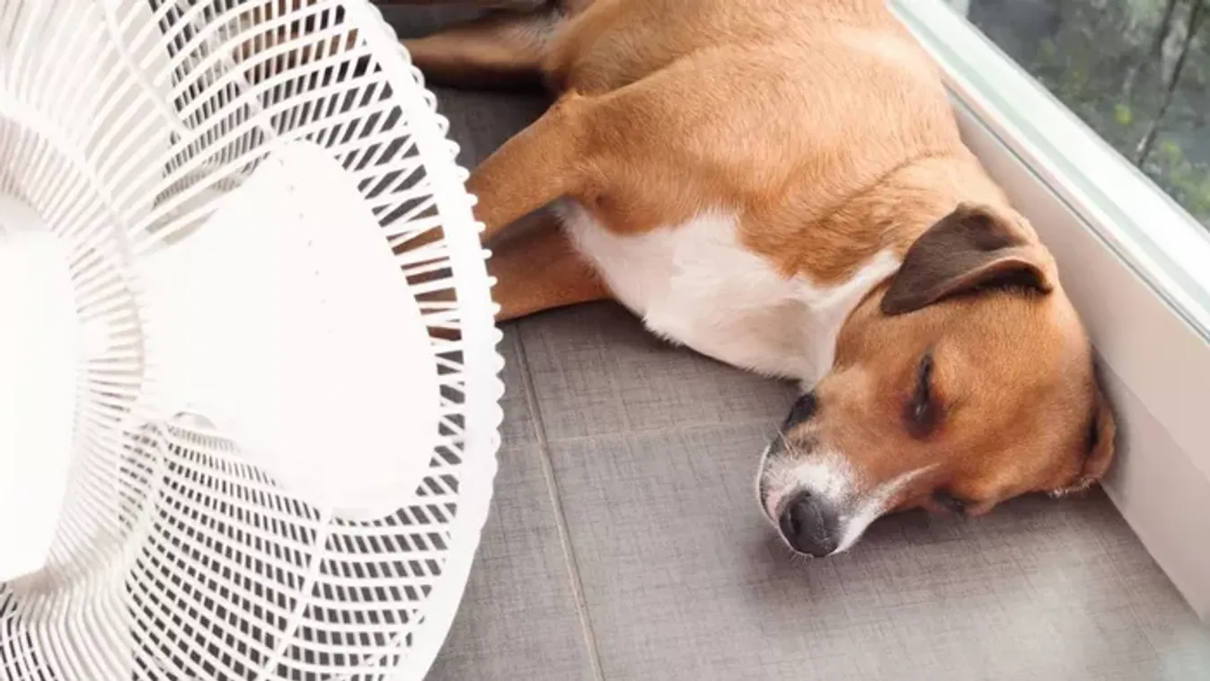 Mentőöv kedvenceidnek: a Lidl nyári alapkelléke a háziállatoknak is segítség a hőségben