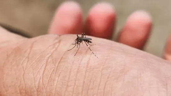 Nincs több csípés! 6 vegyszermentes házi praktika szúnyogok ellen