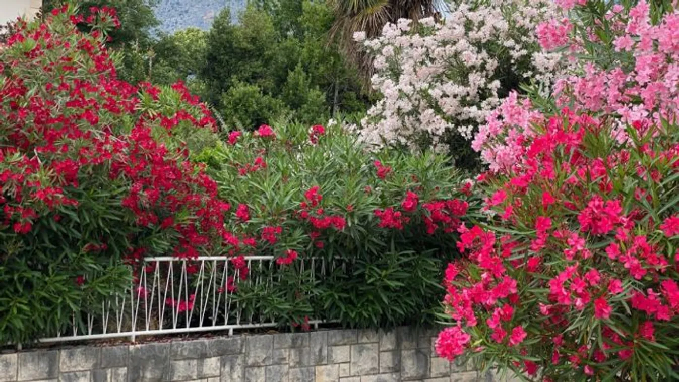 A leander betegségei: ez a 3 dolog árthat legjobban a növénynek