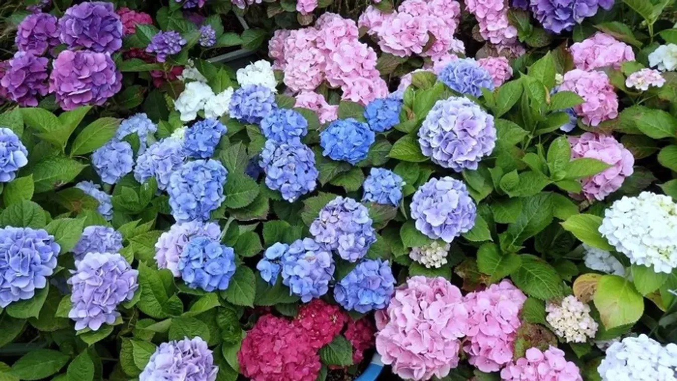 Így változtathatod meg a hortenzia színét – egy dologra kell csak figyelni!