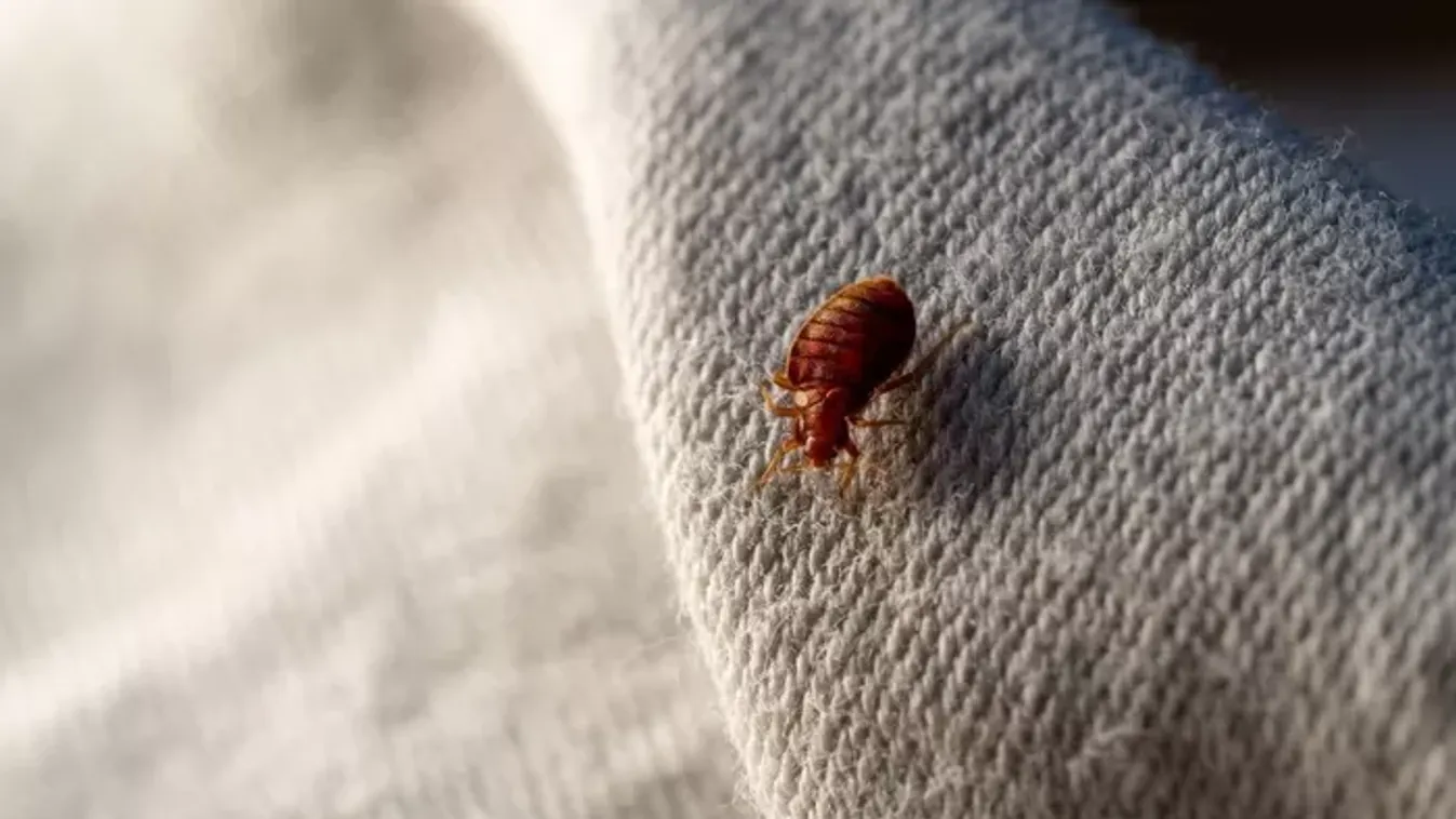 Így védekezz az ágyi poloska ellen – egy módszer, amit ismerned kell, ha nyaralni mész