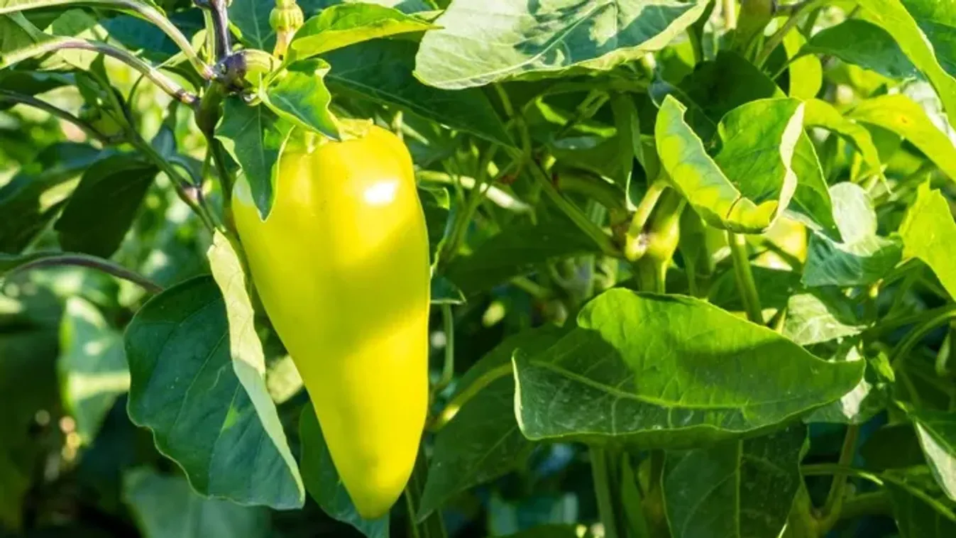 Mentsd meg a paprikát! Így óvd meg a termést a kánikulában