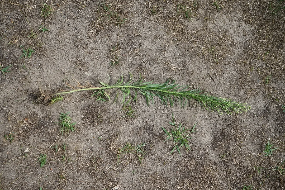 A betyárkóró akár egy méterre is megnőhet
