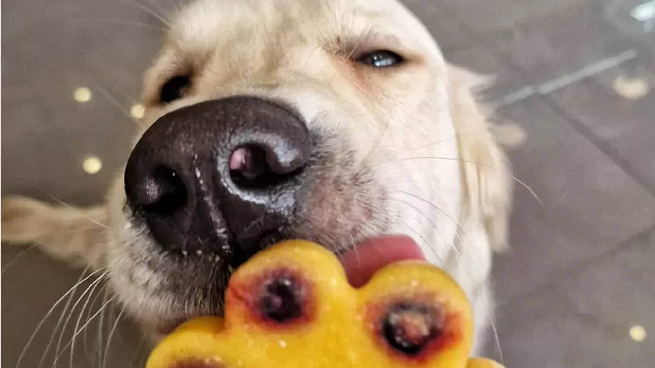 Megkóstoltuk a kutyafagyit, a négylábúaknak készült nyári finomságot