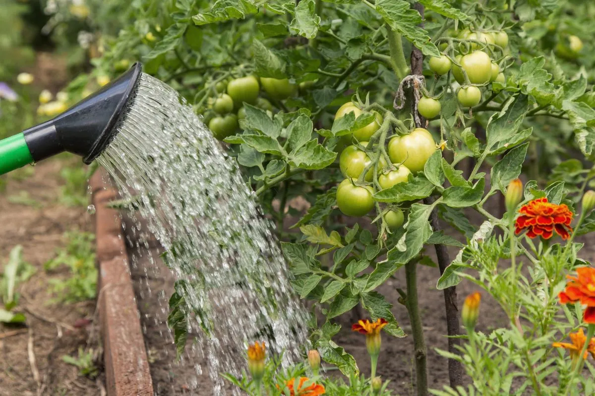 Sok múlik a paradicsom megfelelő locsolásán