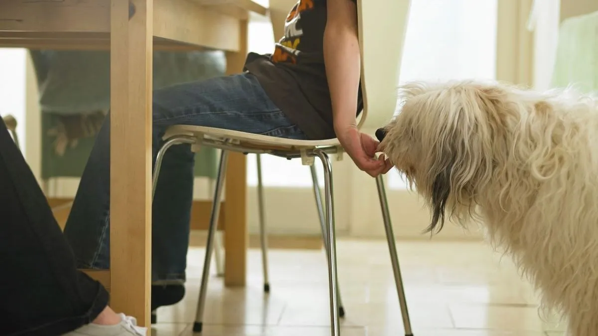 Ezeket az ételeket soha ne add a kutyádnak – meg is mérgezheted velük!