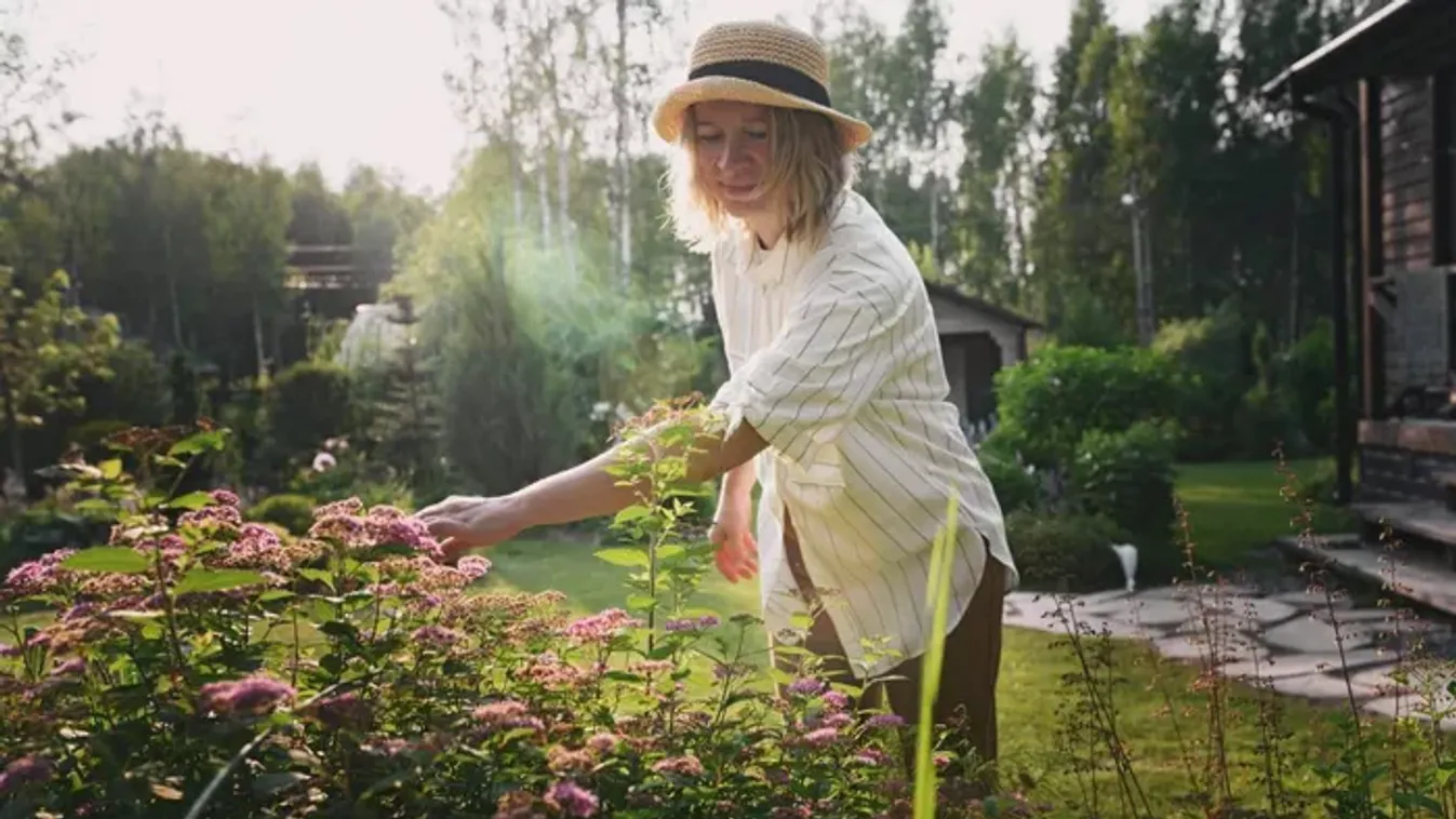 Ha júliusban elülteted, őszig pompázik a kertedben ez a virág