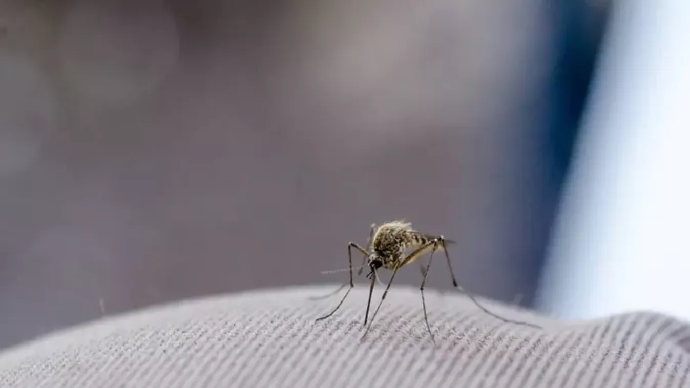 Ezeket a színeket imádják a szúnyogok: figyelj, mit veszel fel az esti sétához!