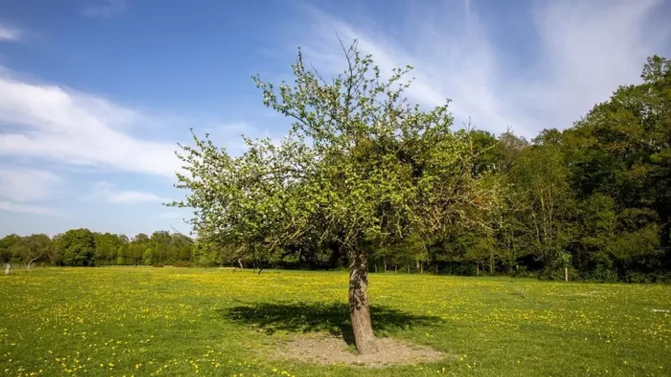 Miért ültetünk fát, amikor gyermek születik? Hagyomány, szimbólum vagy csak babona?