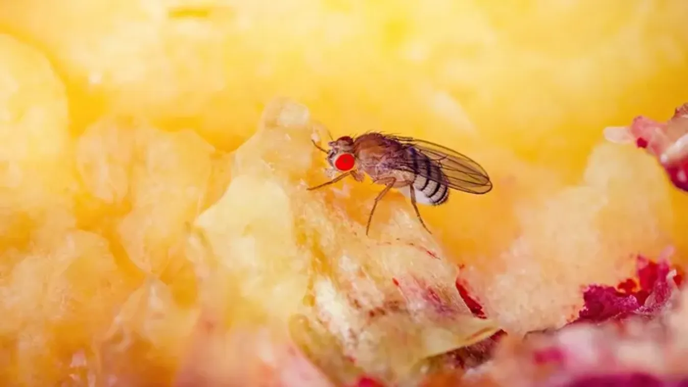 Ezzel a filléres trükkel távol tarthatod a gyümölcslegyeket a konyhádtól