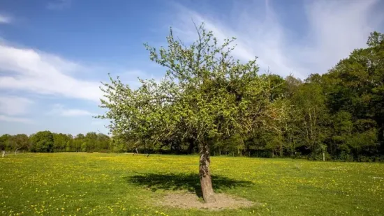 Miért ültetünk fát, amikor gyermek születik? Hagyomány, szimbólum vagy csak babona?