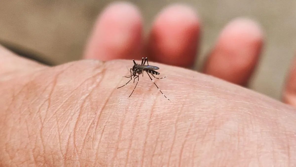 Nincs több csípés! 6 vegyszermentes házi praktika szúnyogok ellen